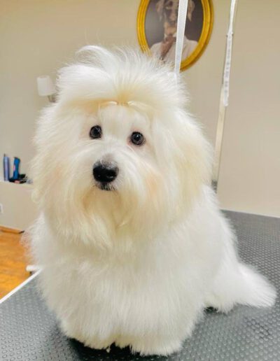 Natuerliche Fellpflege kleiner flauschiger weißer Hund